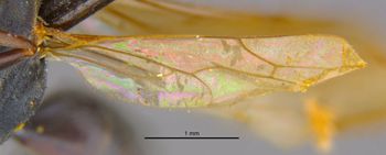 Media type: image;   Entomology 15340 Aspect: Wing hind